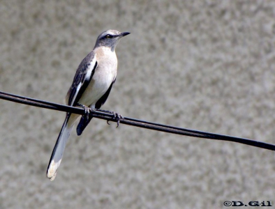 CALANDRIA TRES COLAS (Mimus triurus) - Cerca de Jardin Botánico MONTEVIDEO (Abril 2011)